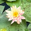 evie